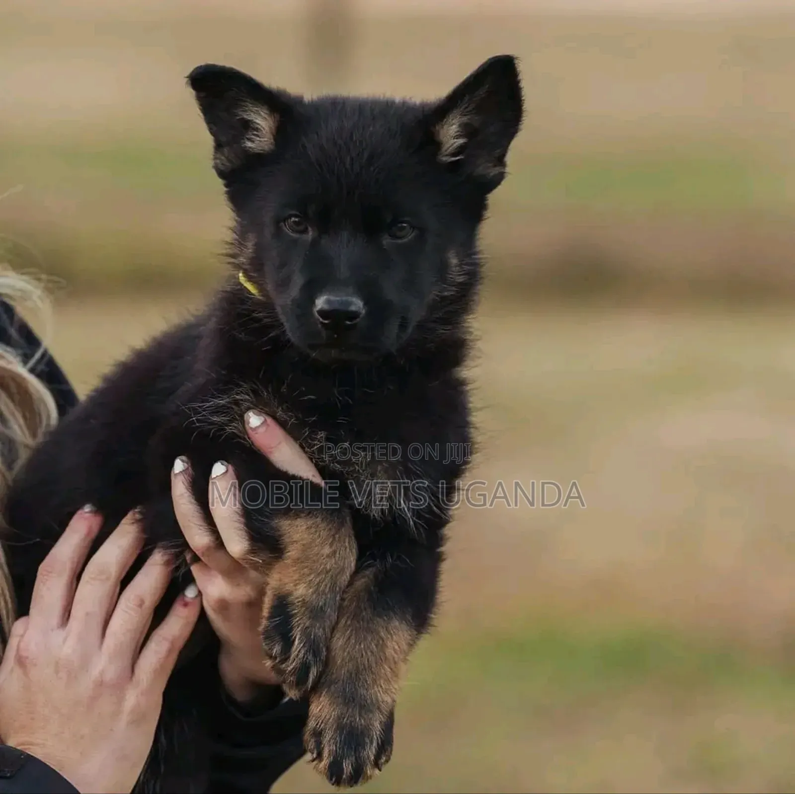 1-3 months Male Purebred German Shepherd
