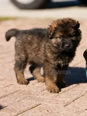 1-3 months Male Purebred German Shepherd