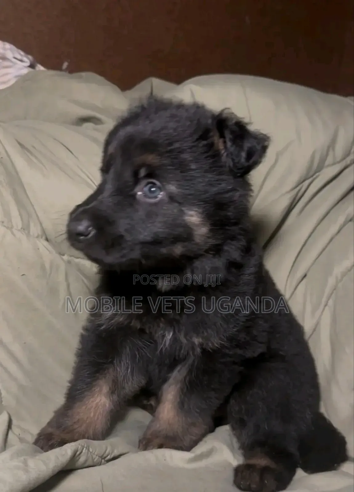 1-3 months Female Purebred German Shepherd