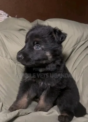 1-3 months Female Purebred German Shepherd