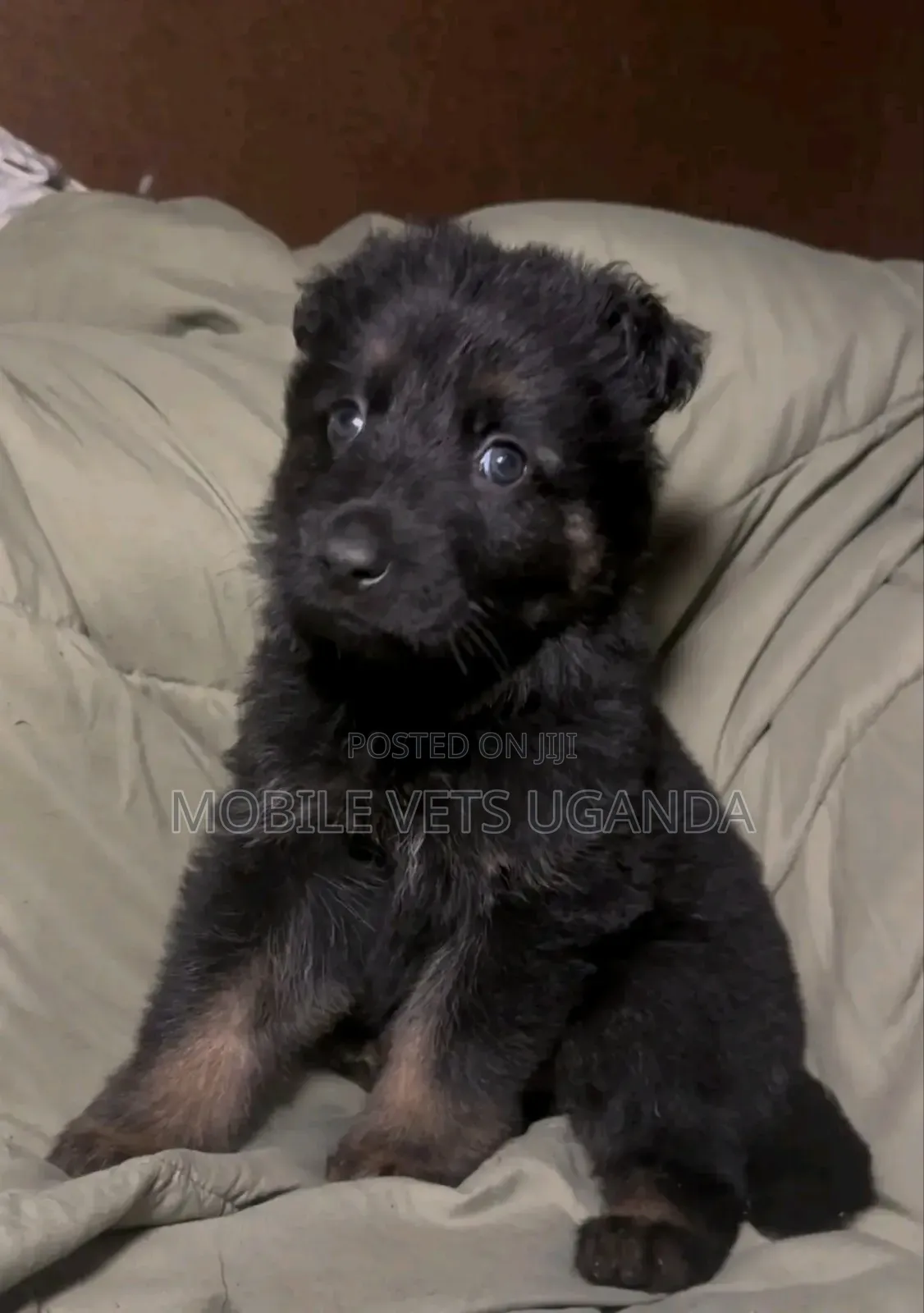 3-6 months Male Purebred German Shepherd