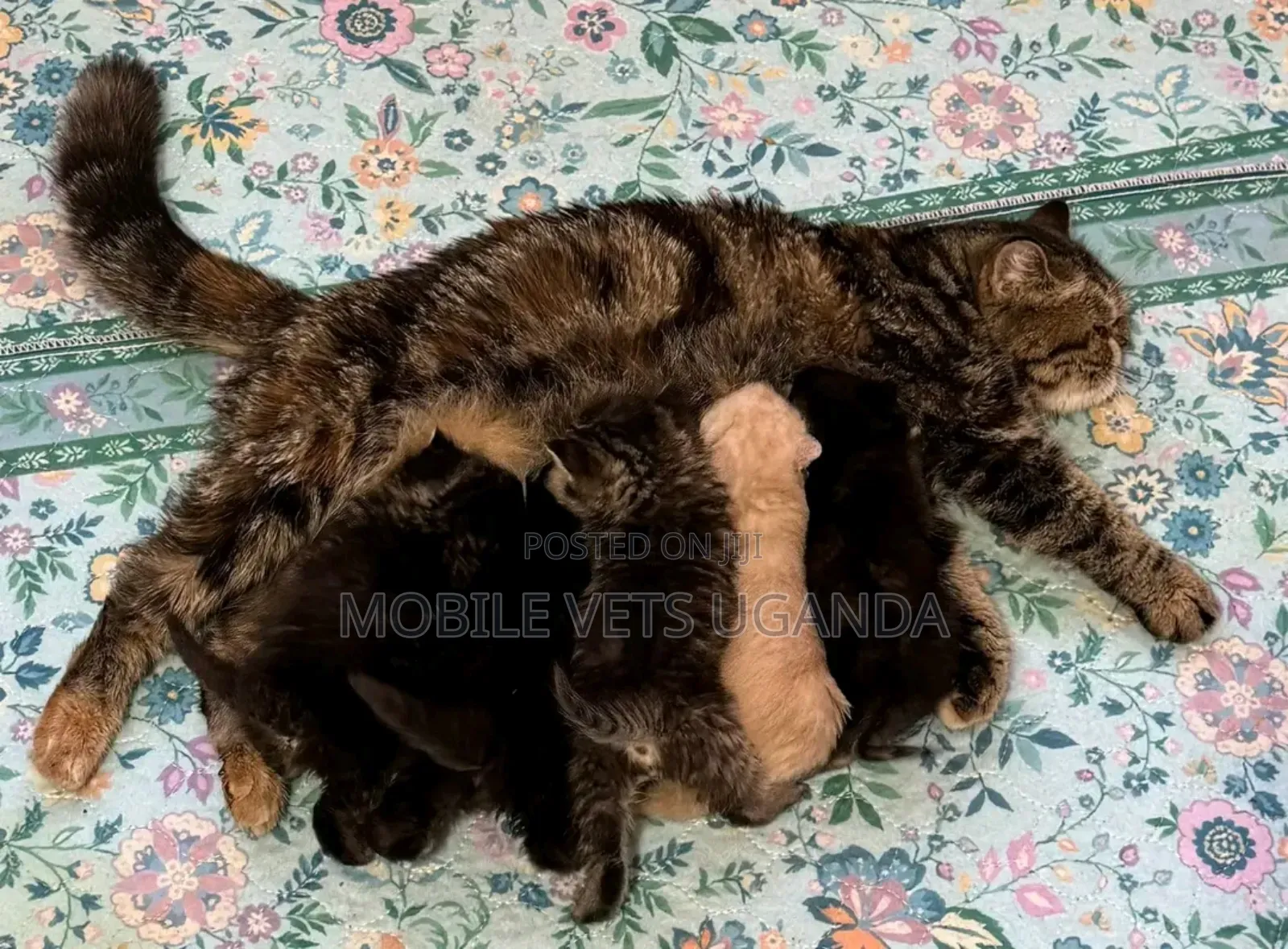 1-3 months Male Purebred Persian