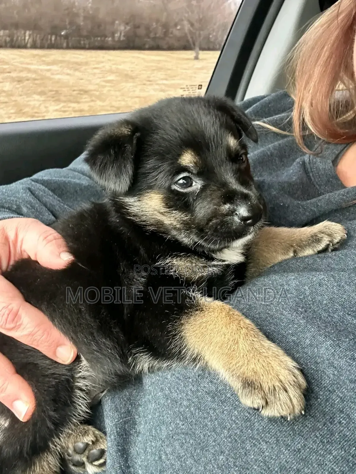 1-3 months Male Purebred German Shepherd