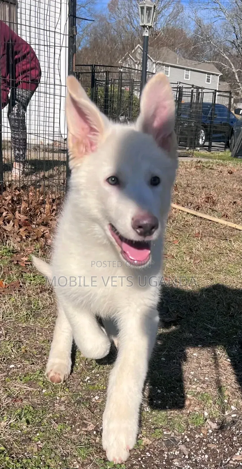 1-3 months Male Purebred German Shepherd