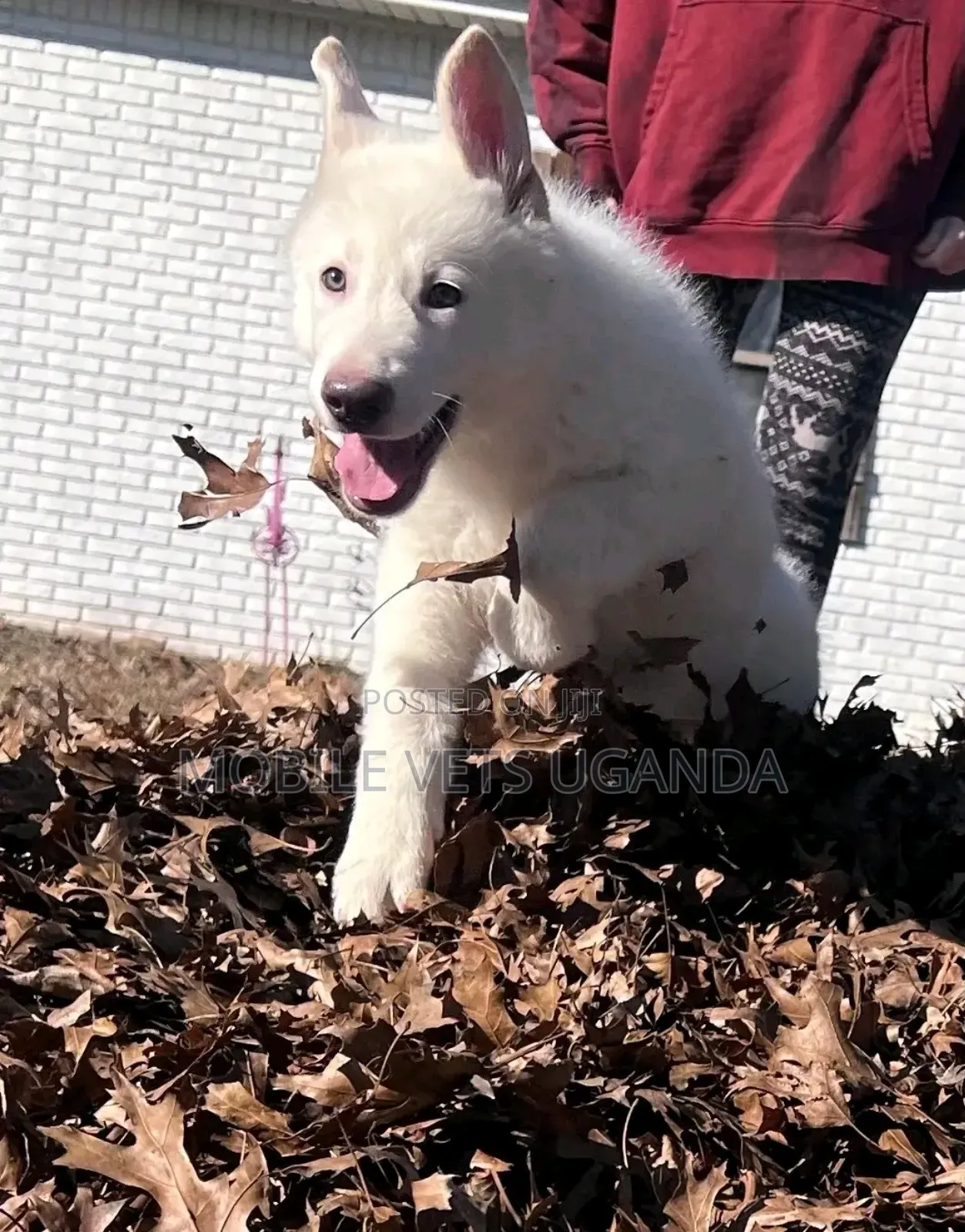 3-6 months Female Purebred German Shepherd