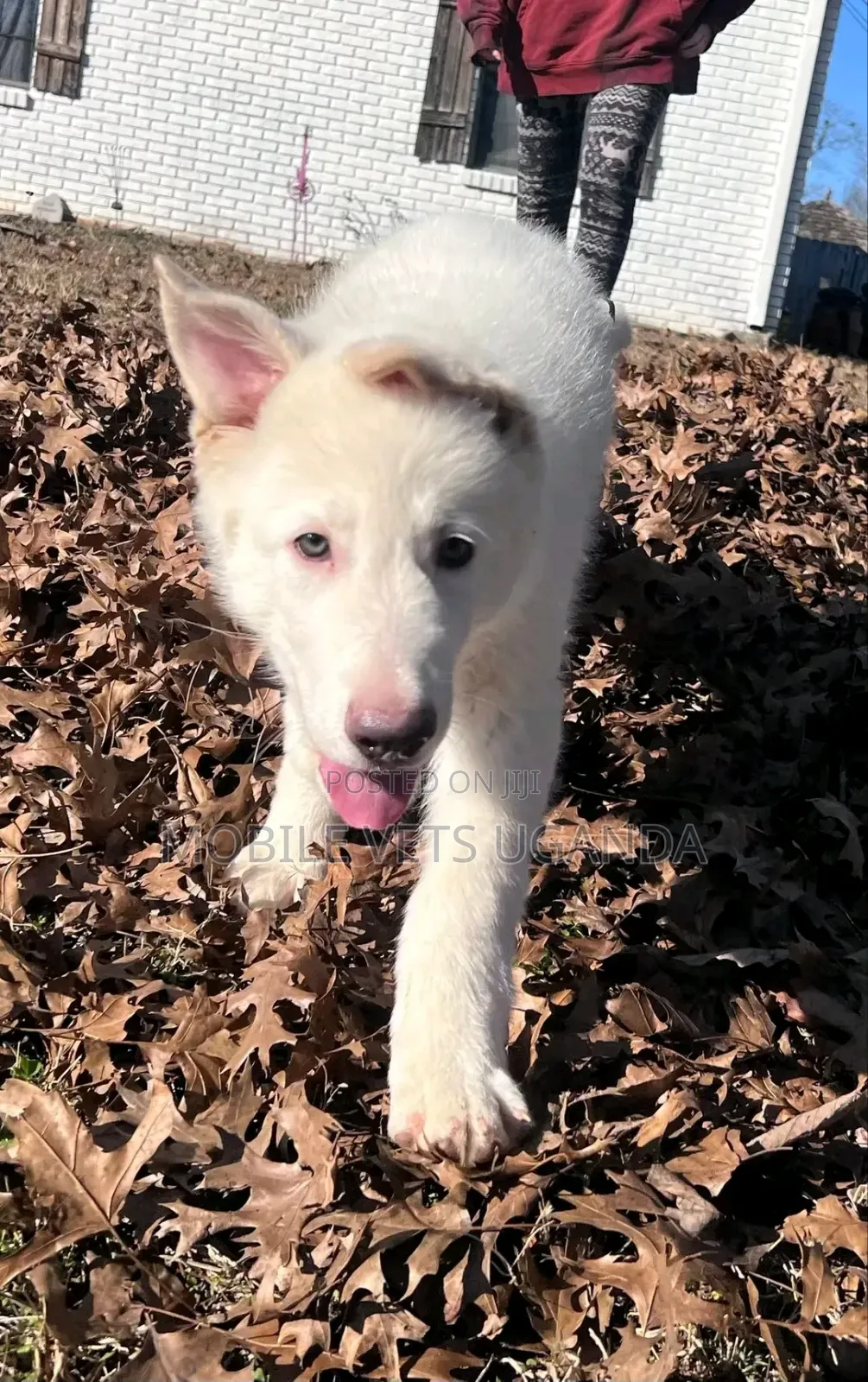 3-6 months Female Purebred German Shepherd
