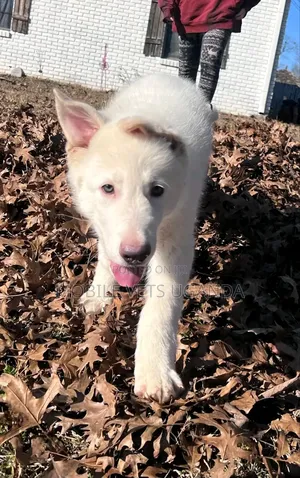 3-6 months Female Purebred German Shepherd