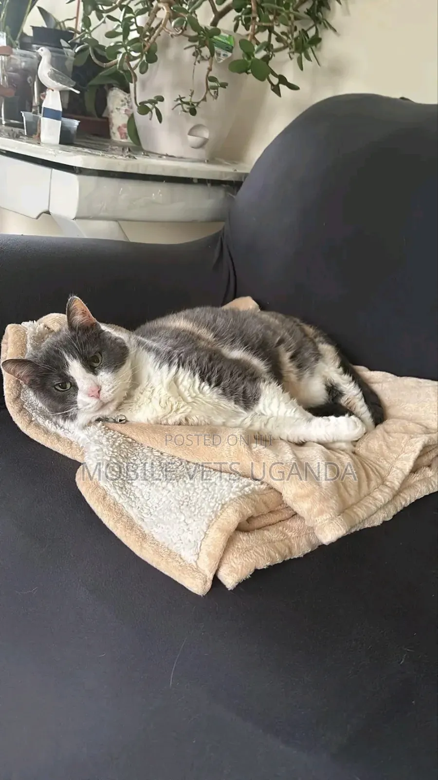 6-12 months Male Purebred American Curl