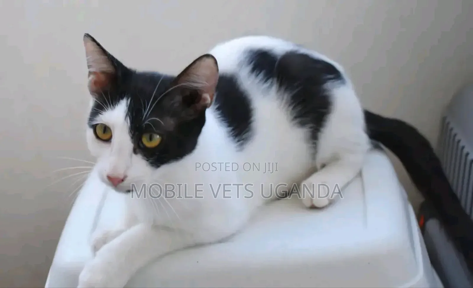 3-6 months Female Purebred Tonkinese