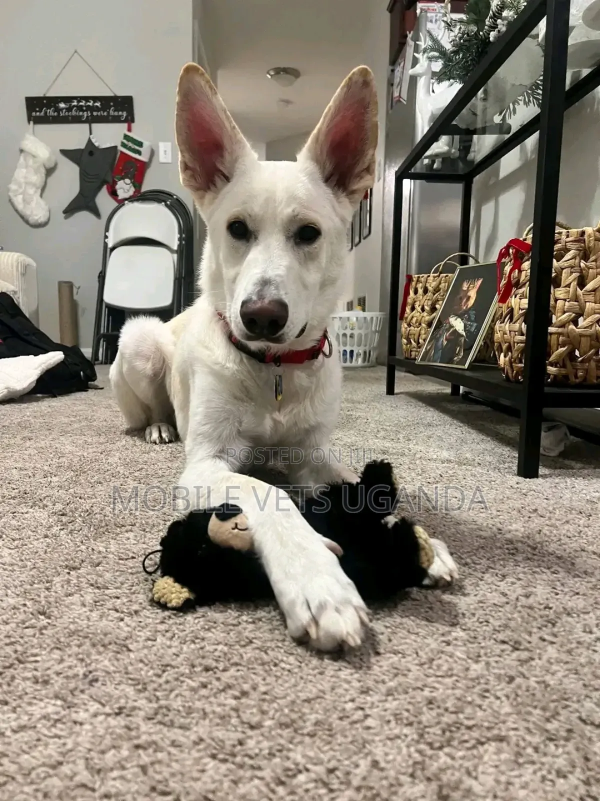 3-6 months Female Purebred German Shepherd