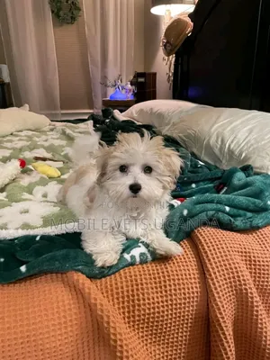 1-3 months Female Purebred Maltese