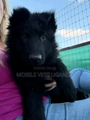 3-6 months Male Purebred German Shepherd