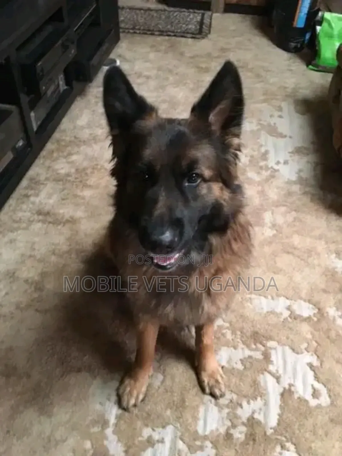 6-12 months Female Purebred German Shepherd