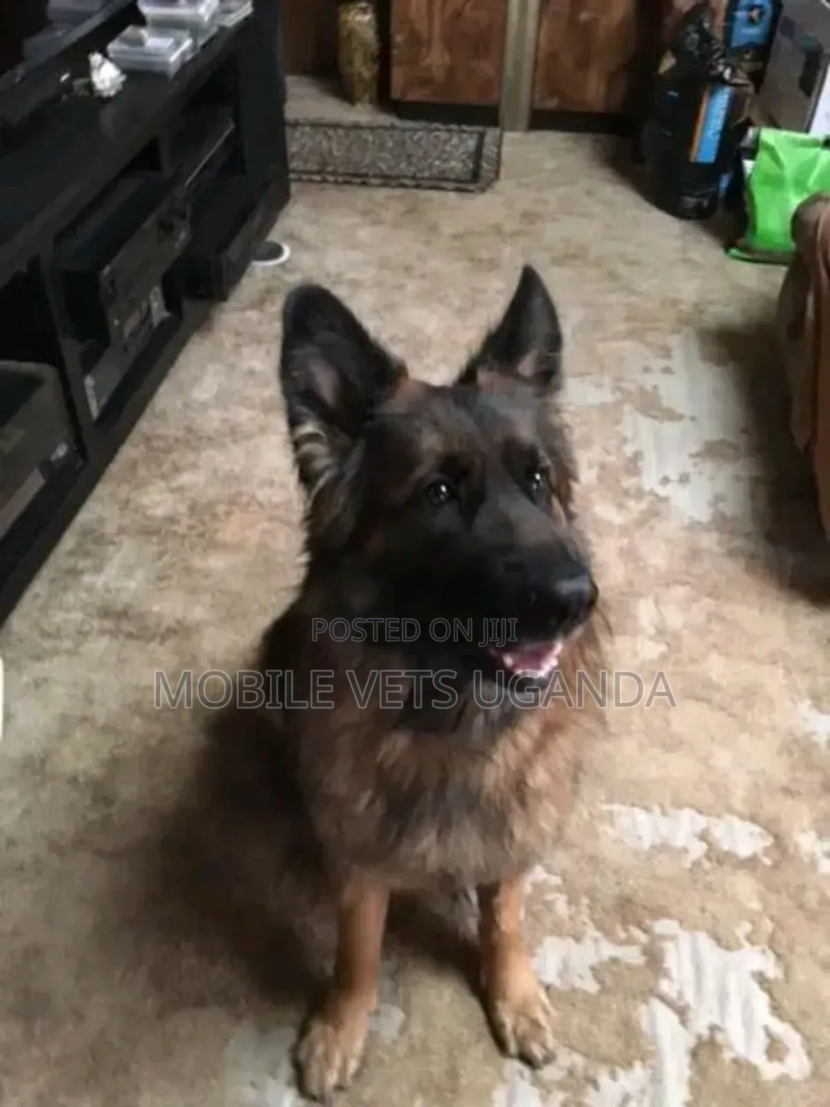 6-12 months Male Purebred German Shepherd