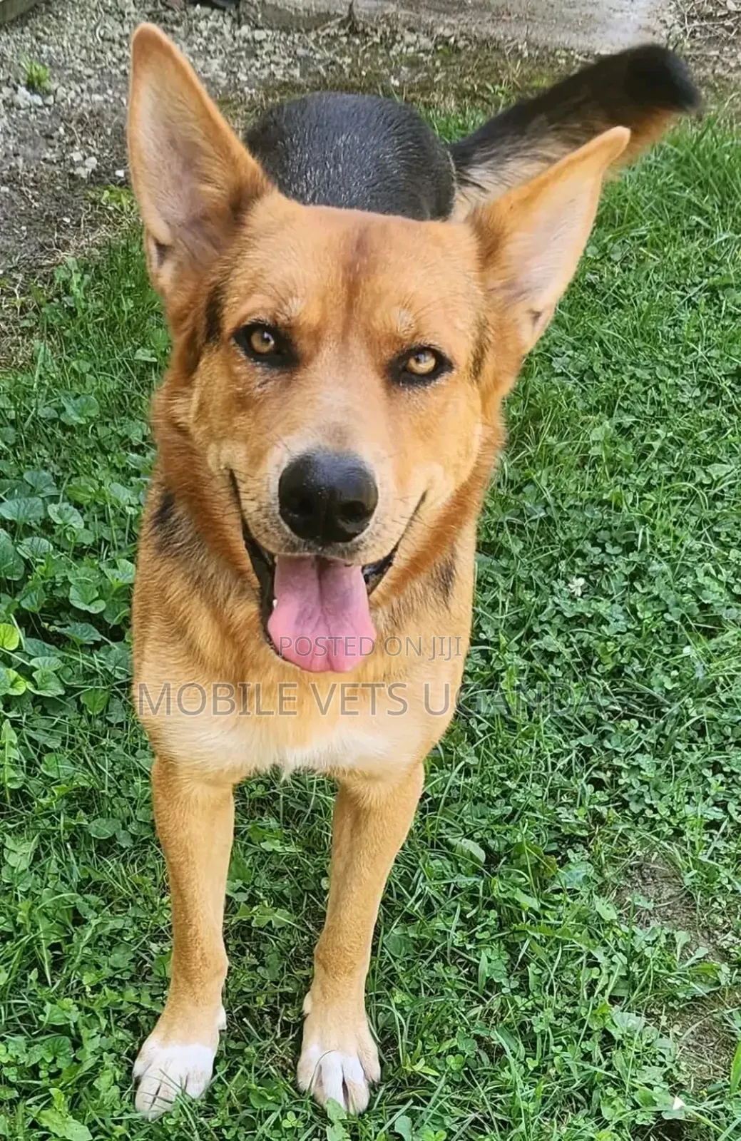3-6 months Male Purebred German Shepherd