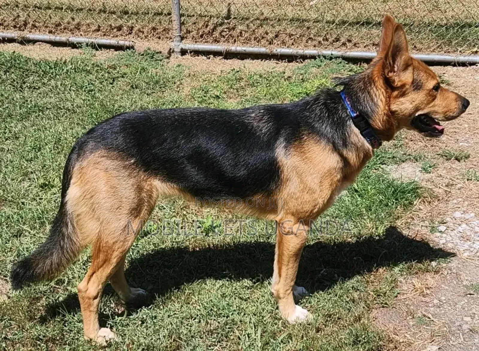 6-12 months Male Purebred German Shepherd