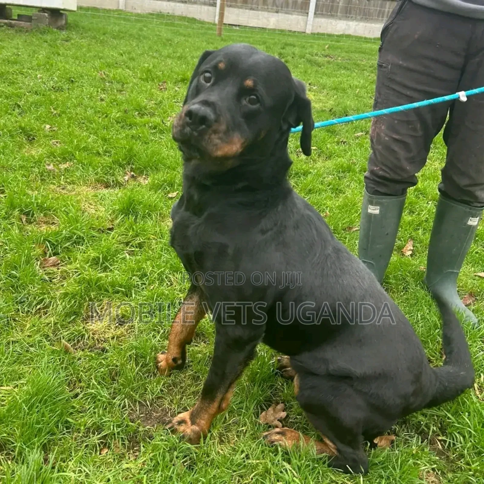 3-6 months Male Purebred Rottweiler