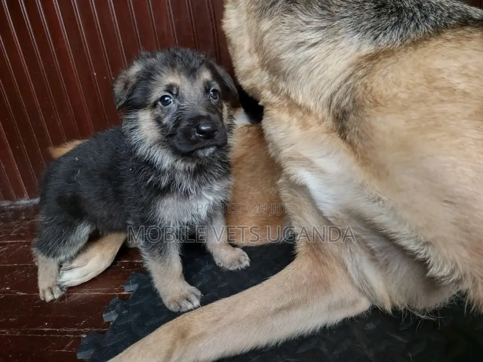 1-3 months Male Purebred German Shepherd
