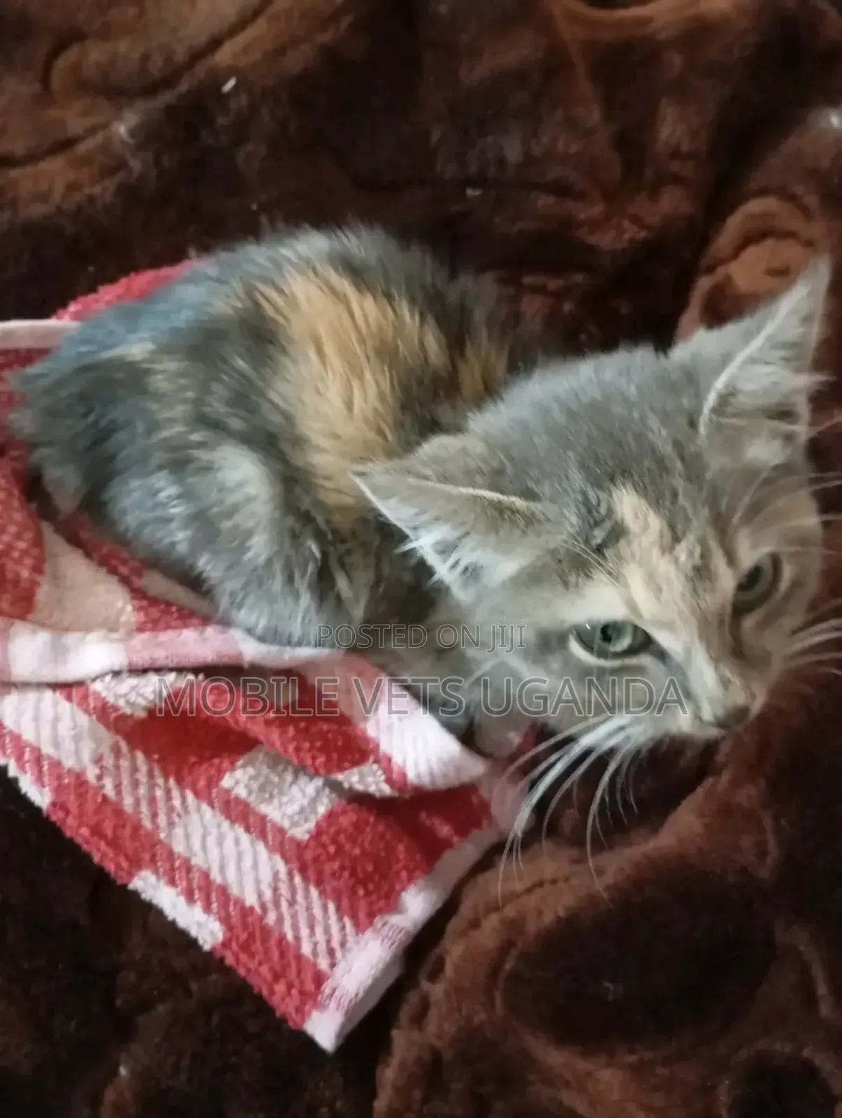 3-6 months Female Purebred Singapura