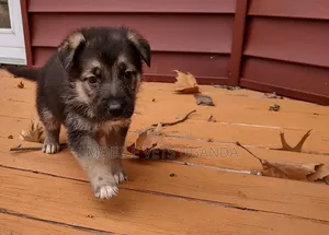 0-1 month Male Purebred German Shepherd