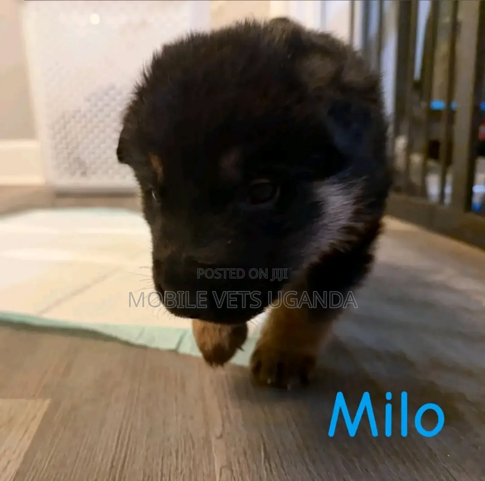1-3 months Female Purebred German Shepherd