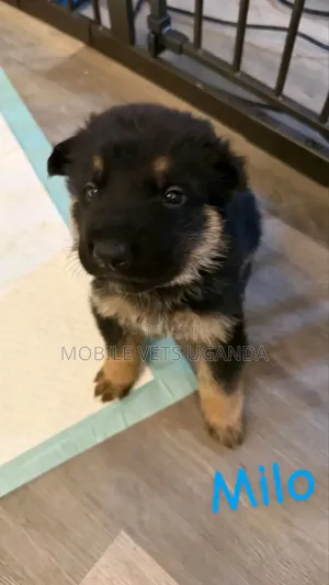 1-3 months Male Purebred German Shepherd