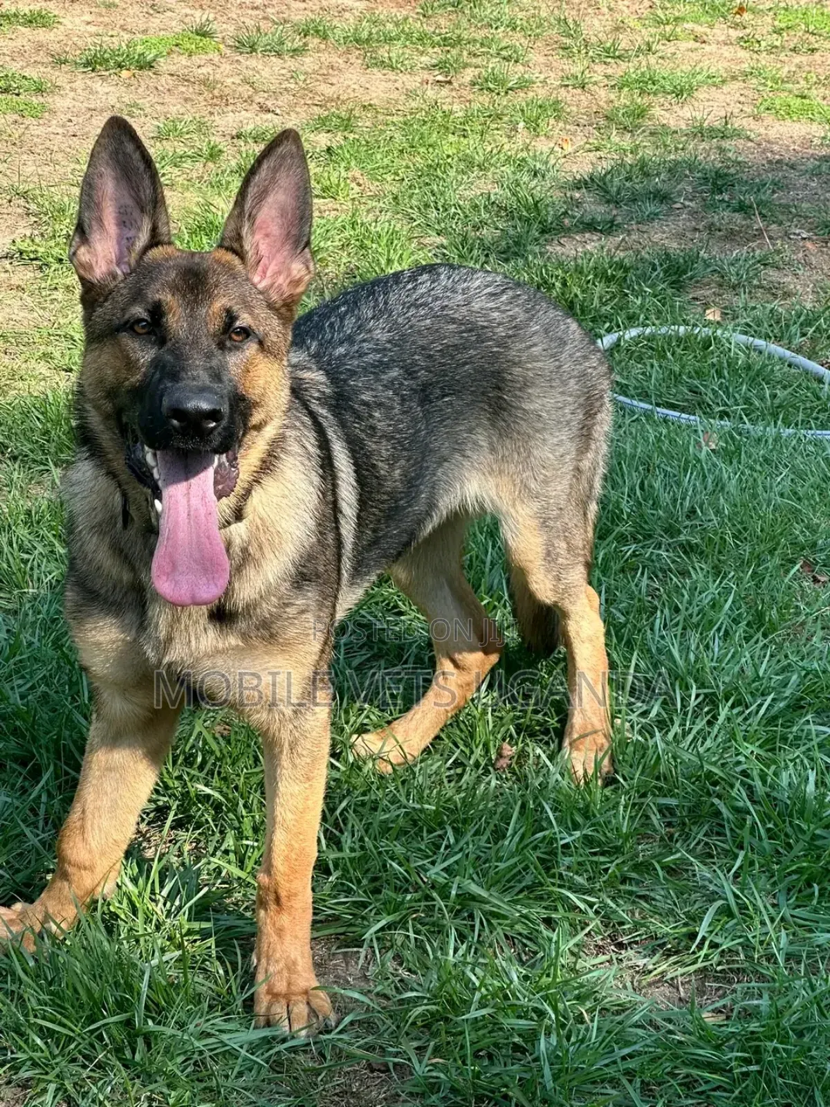 6-12 months Female Purebred German Shepherd