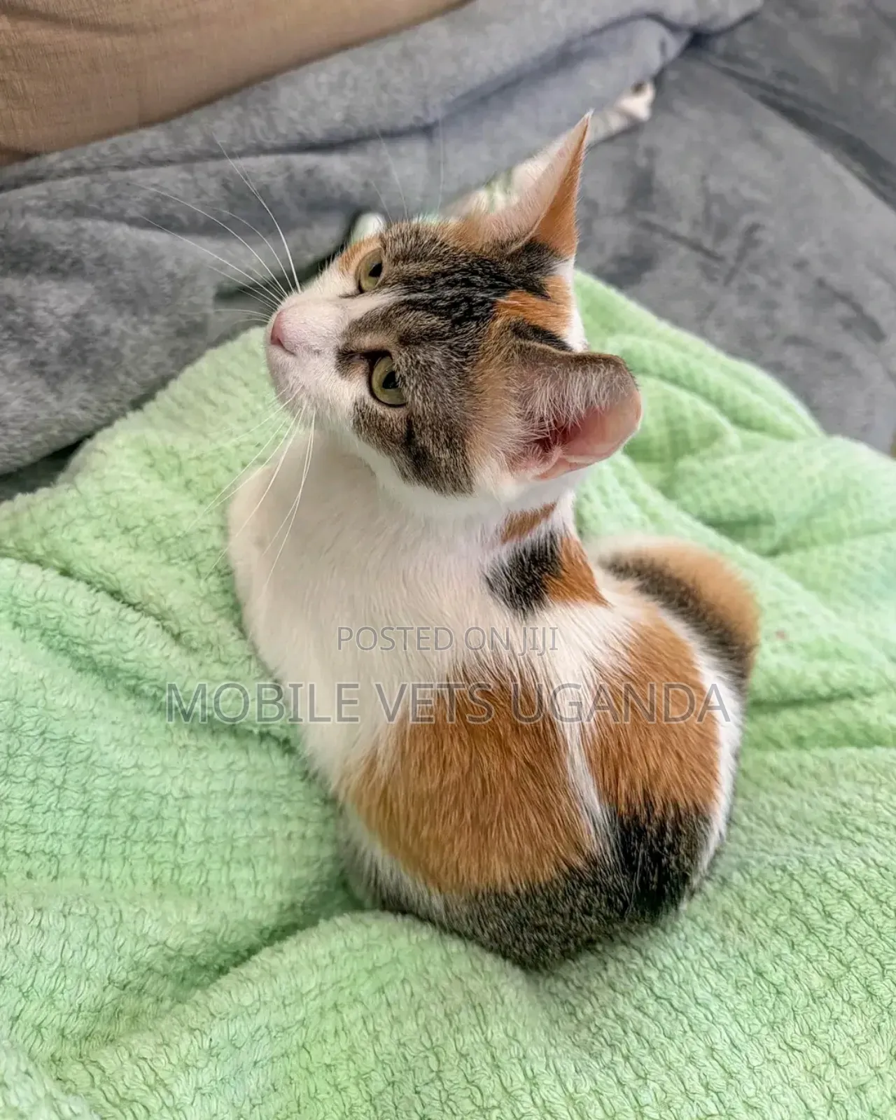1-3 months Female Purebred European Burmese