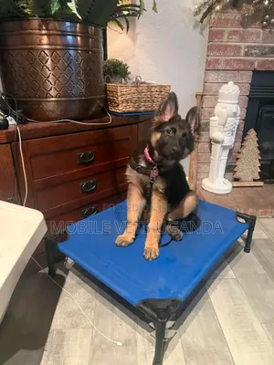 3-6 months Female Purebred German Shepherd