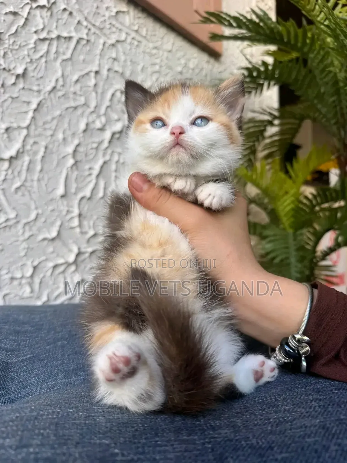 1-3 months Male Purebred Exotic