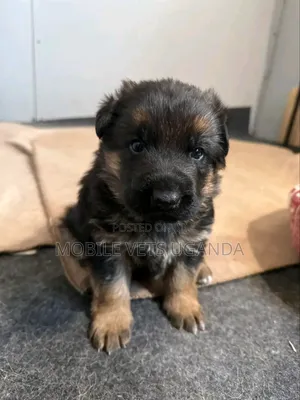 0-1 month Male Purebred German Shepherd