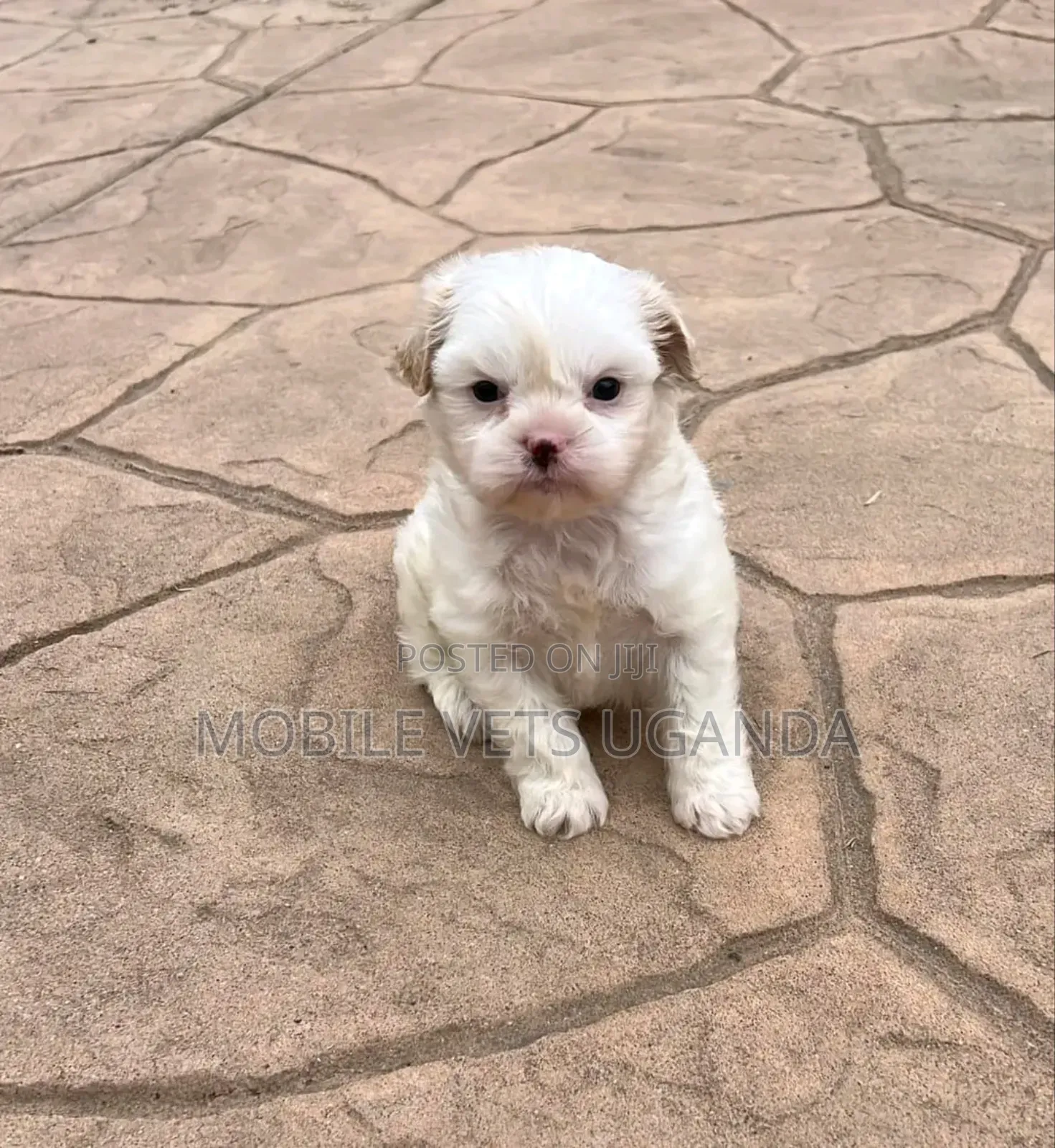 0-1 month Male Purebred Maltese