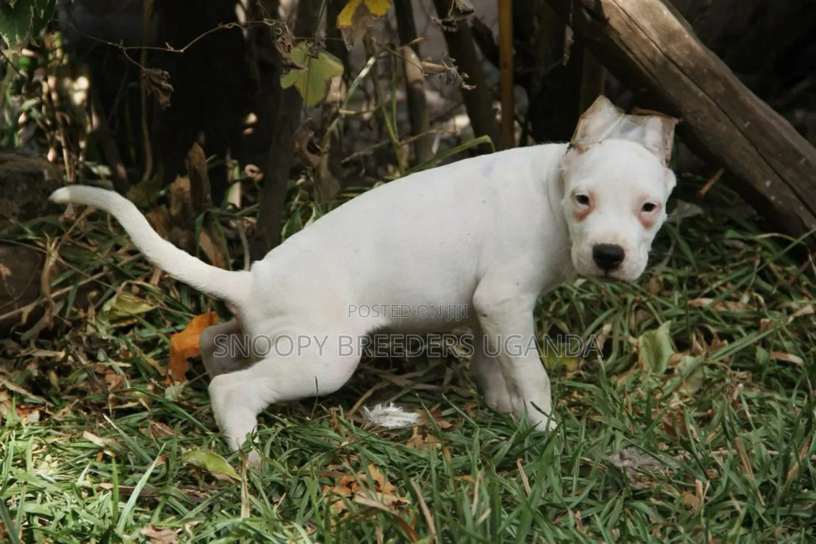 1-3 months Female Purebred American Pit Bull Terrier