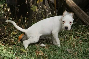 1-3 months Female Purebred American Pit Bull Terrier