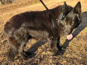 6-12 months Male Purebred German Shepherd