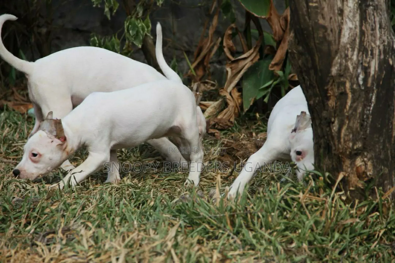 1-3 months Male Purebred American Pit Bull Terrier
