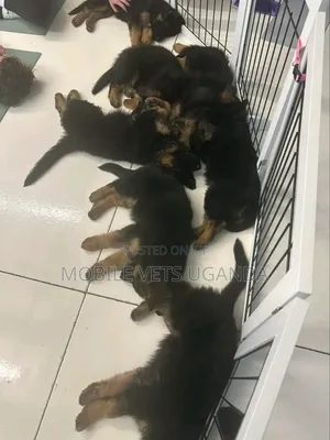 0-1 month Male Purebred German Shepherd