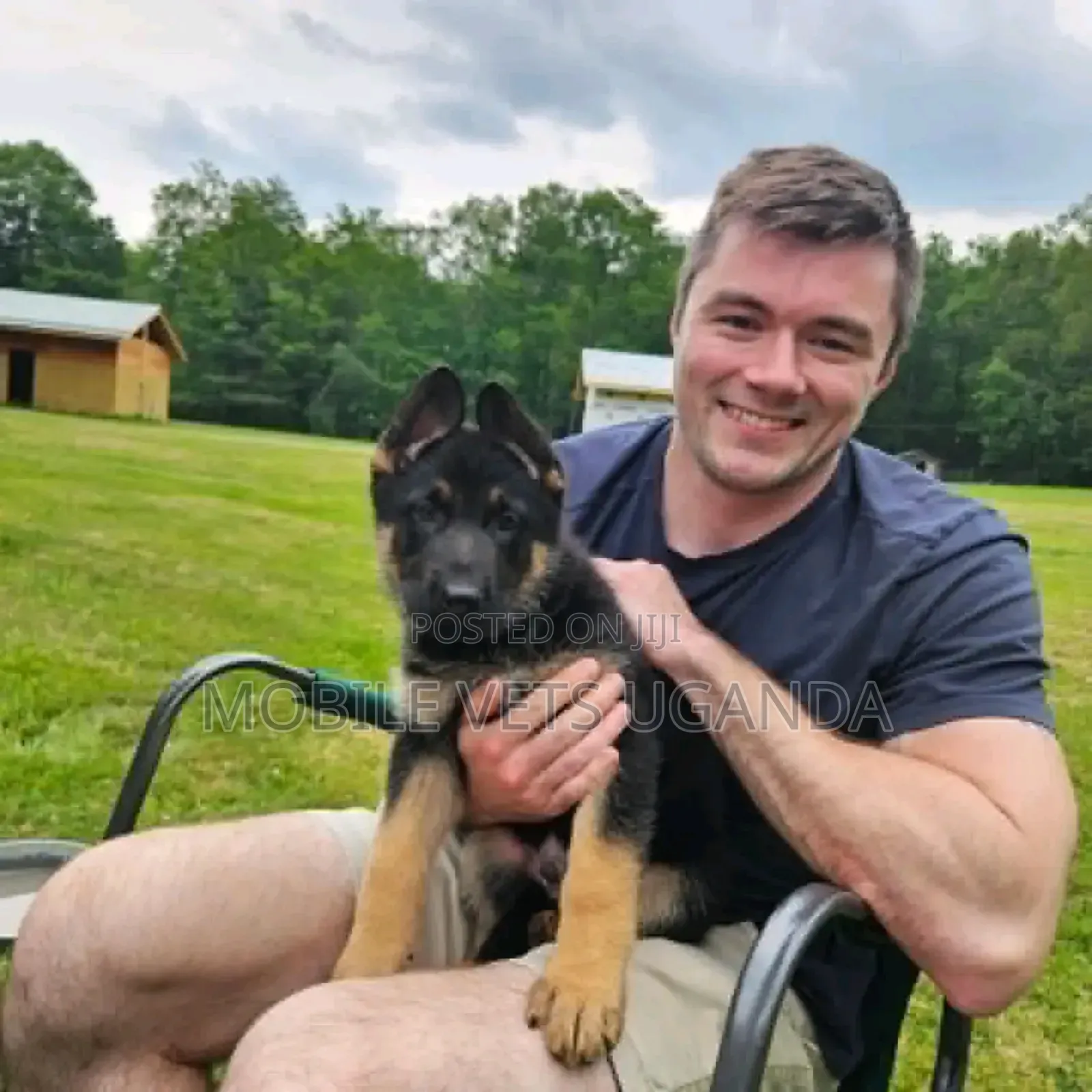 1-3 months Male Purebred German Shepherd