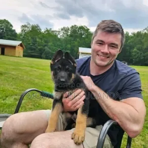 1-3 months Male Purebred German Shepherd