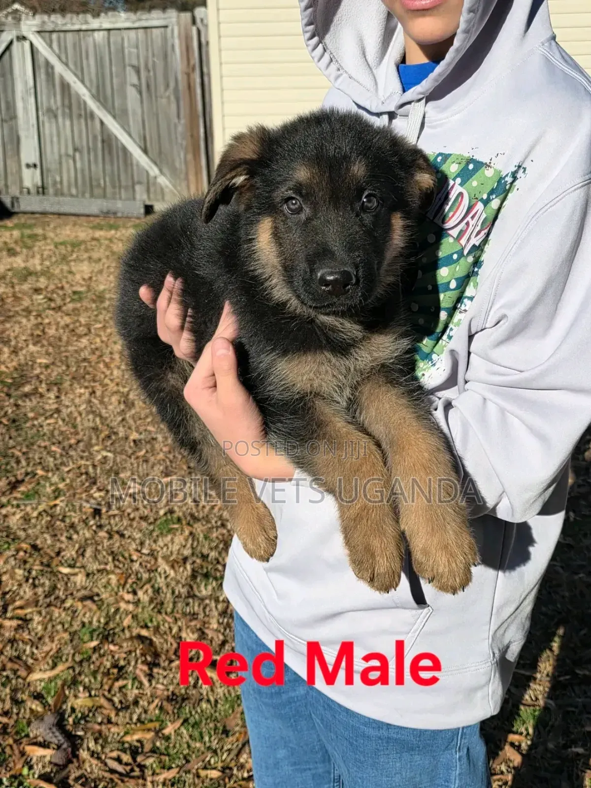 3-6 months Male Purebred German Shepherd
