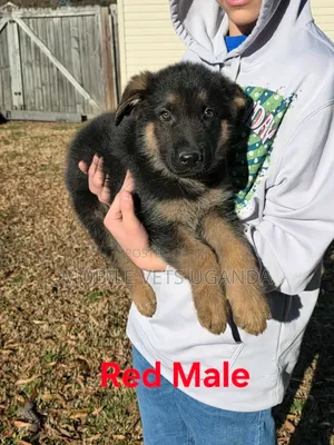 3-6 months Male Purebred German Shepherd