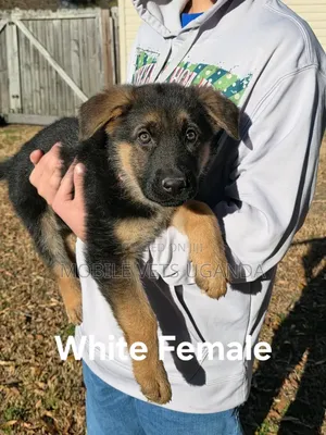 1-3 months Male Purebred German Shepherd