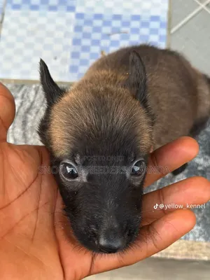 1-3 months Male Purebred Belgian Malinois