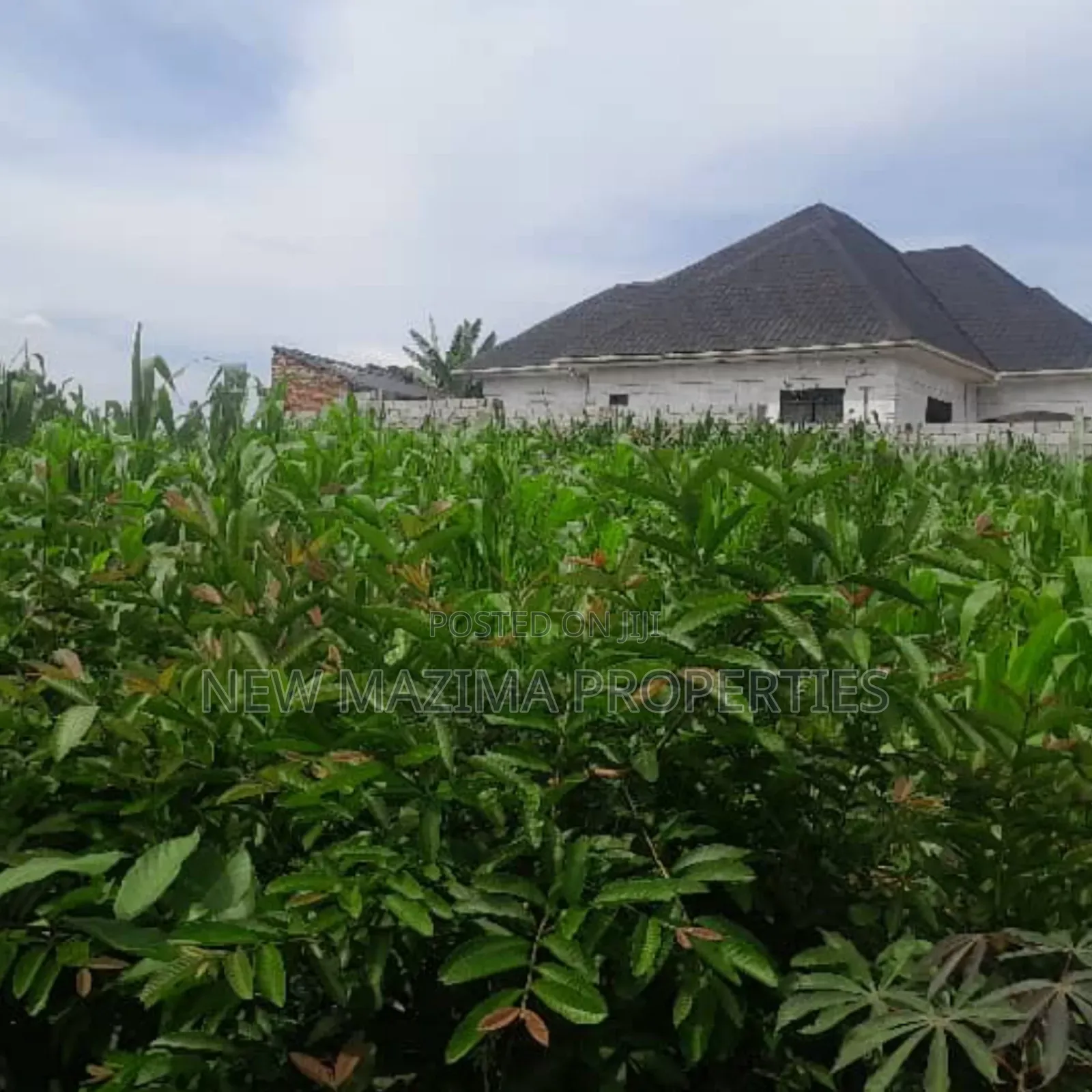 Two Plots Each Equivalent to 100 Ft X 100 Ft Onsale Mukono Mpoma
