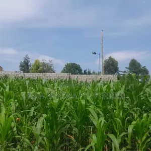 Two Plots Each Equivalent to 100 Ft X 100 Ft Onsale Mukono Mpoma
