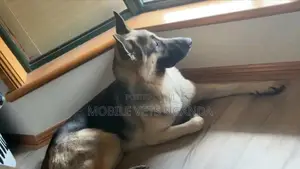 3-6 months Female Purebred German Shepherd