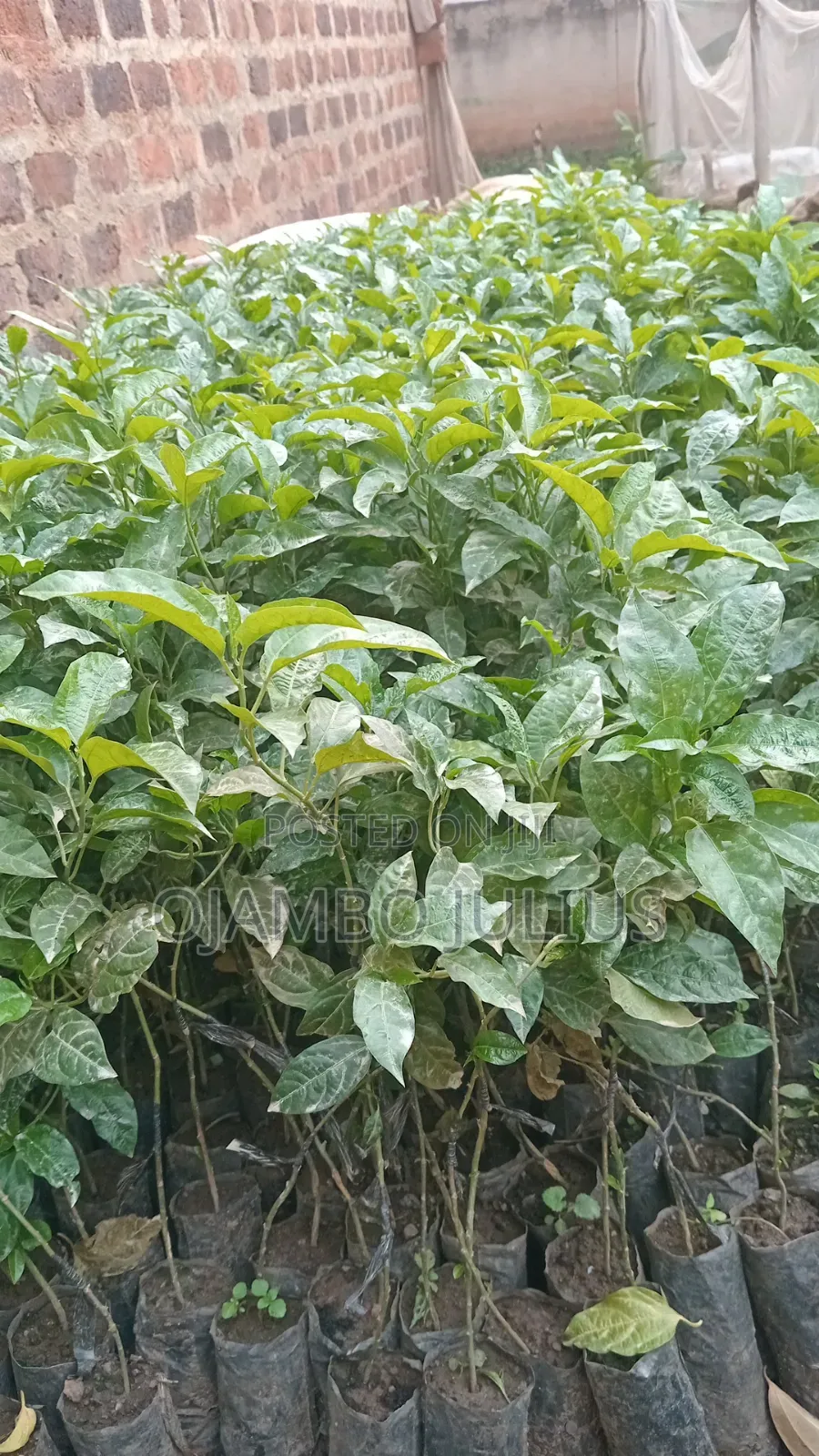 Passion Fruit