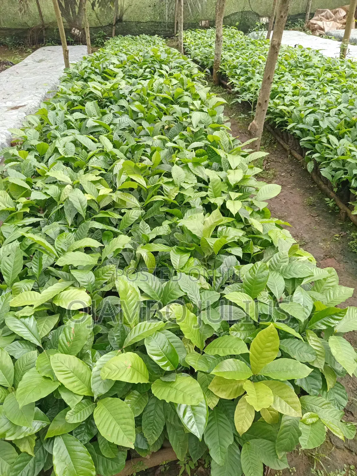 Coffee Cutting Robusta