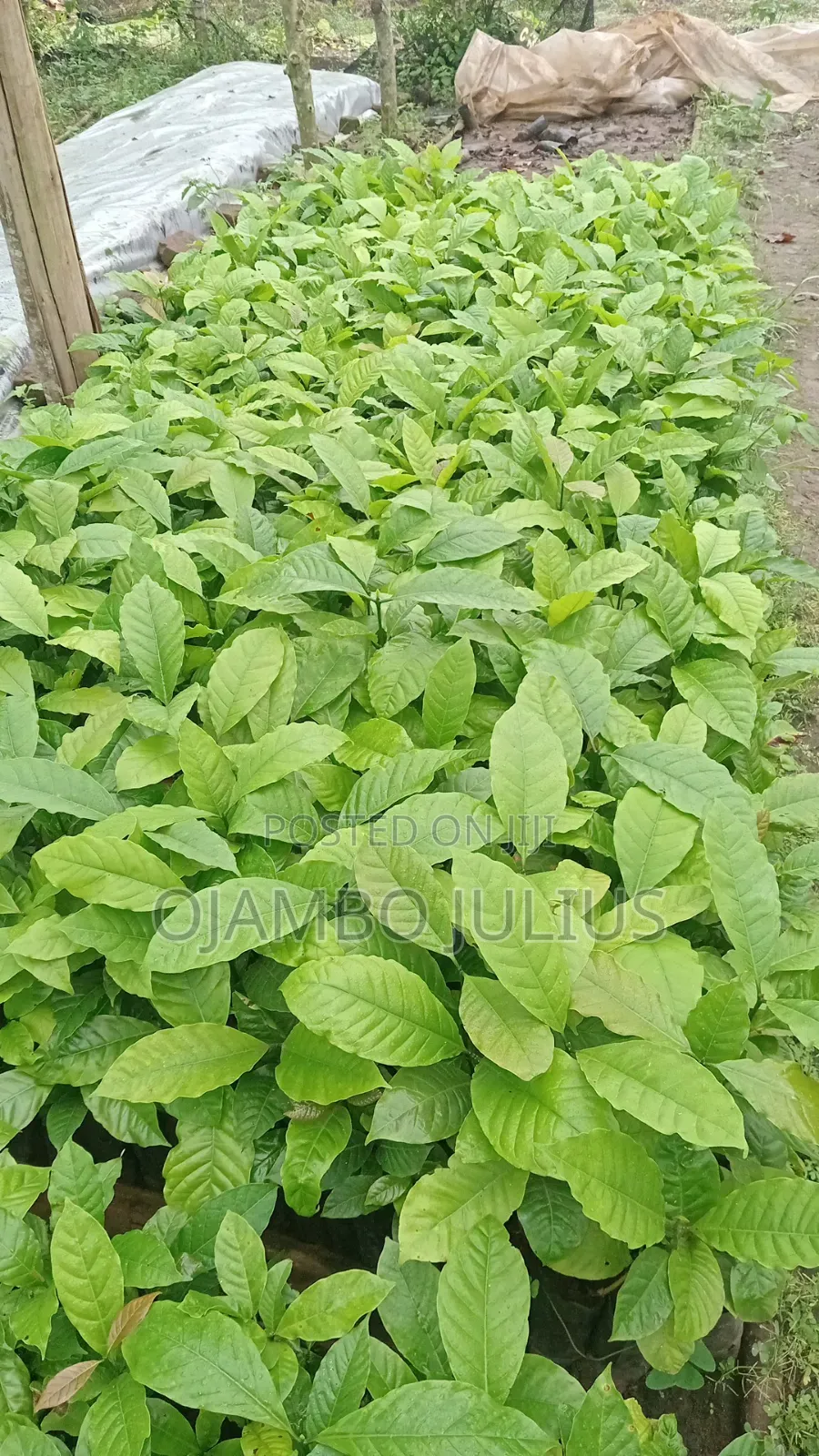 Coffee Cutting Robusta