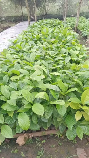 Coffee Elite From Seeds Direct